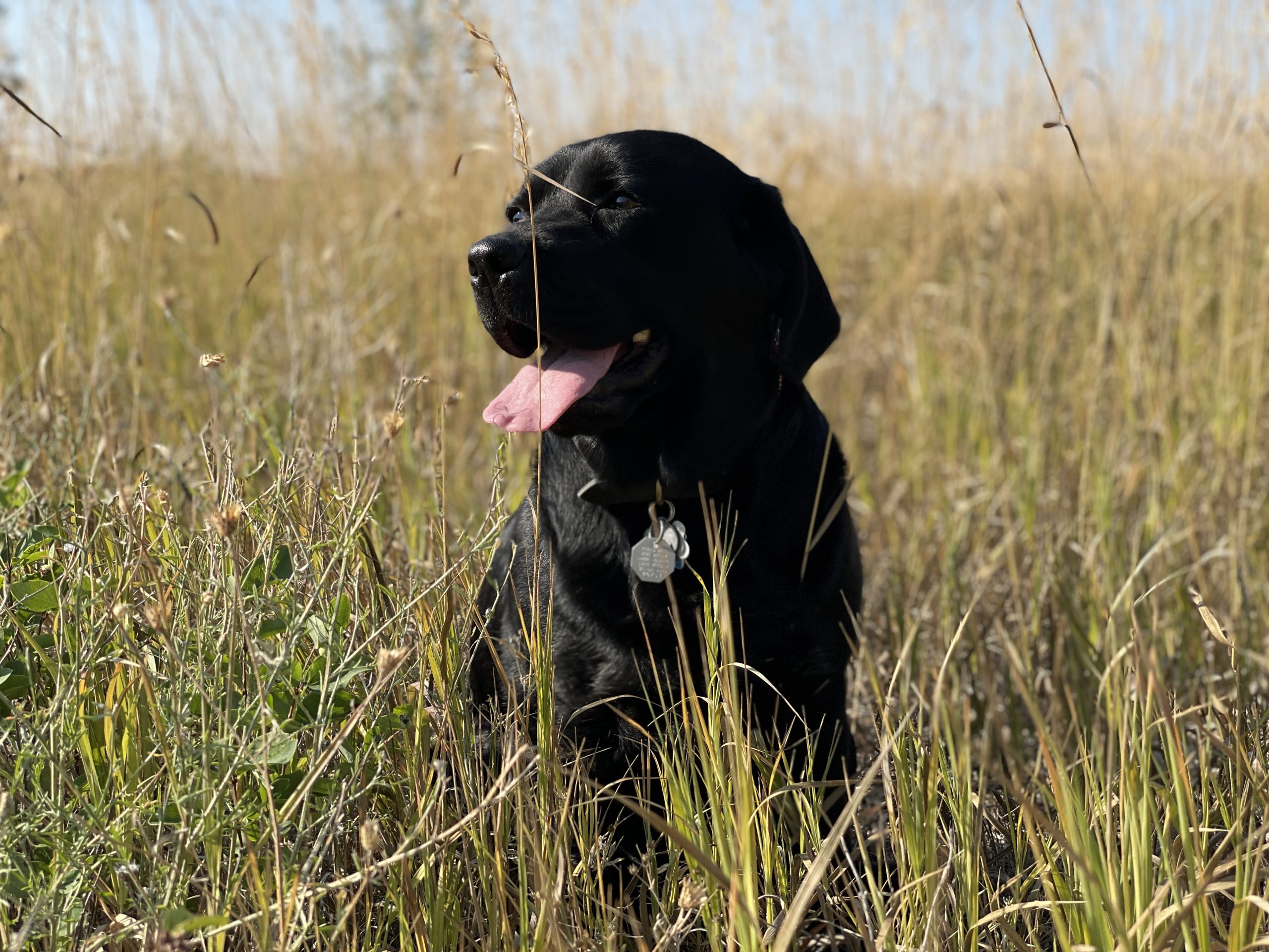 A brown dog with their tongue out sits in tall grass and looks to the left