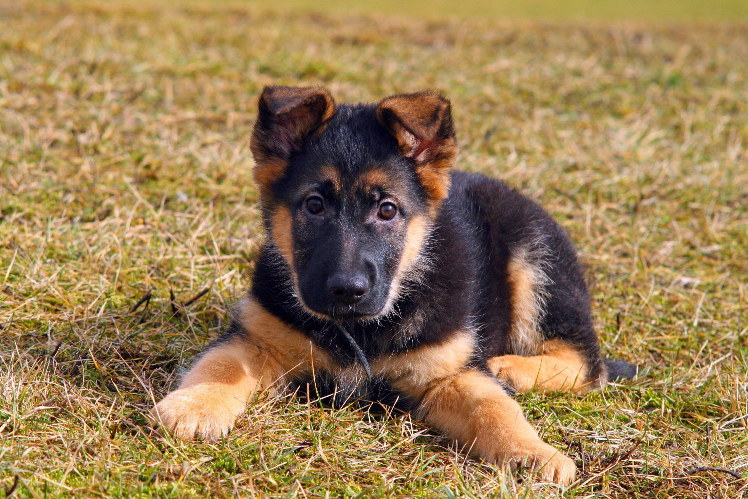 Black and tan puppy with long legs and floppy ears lying on the grass