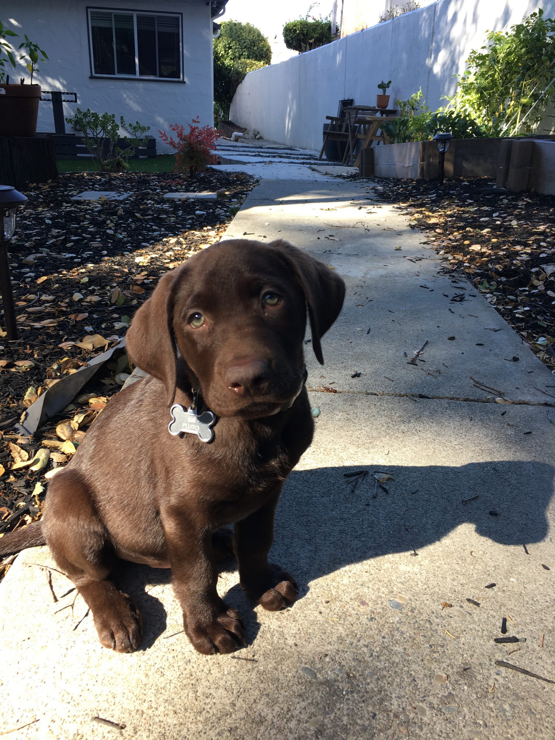 A brown puppy wearing a bone-shaped tag sits on a concrete pathway and looks at the camera