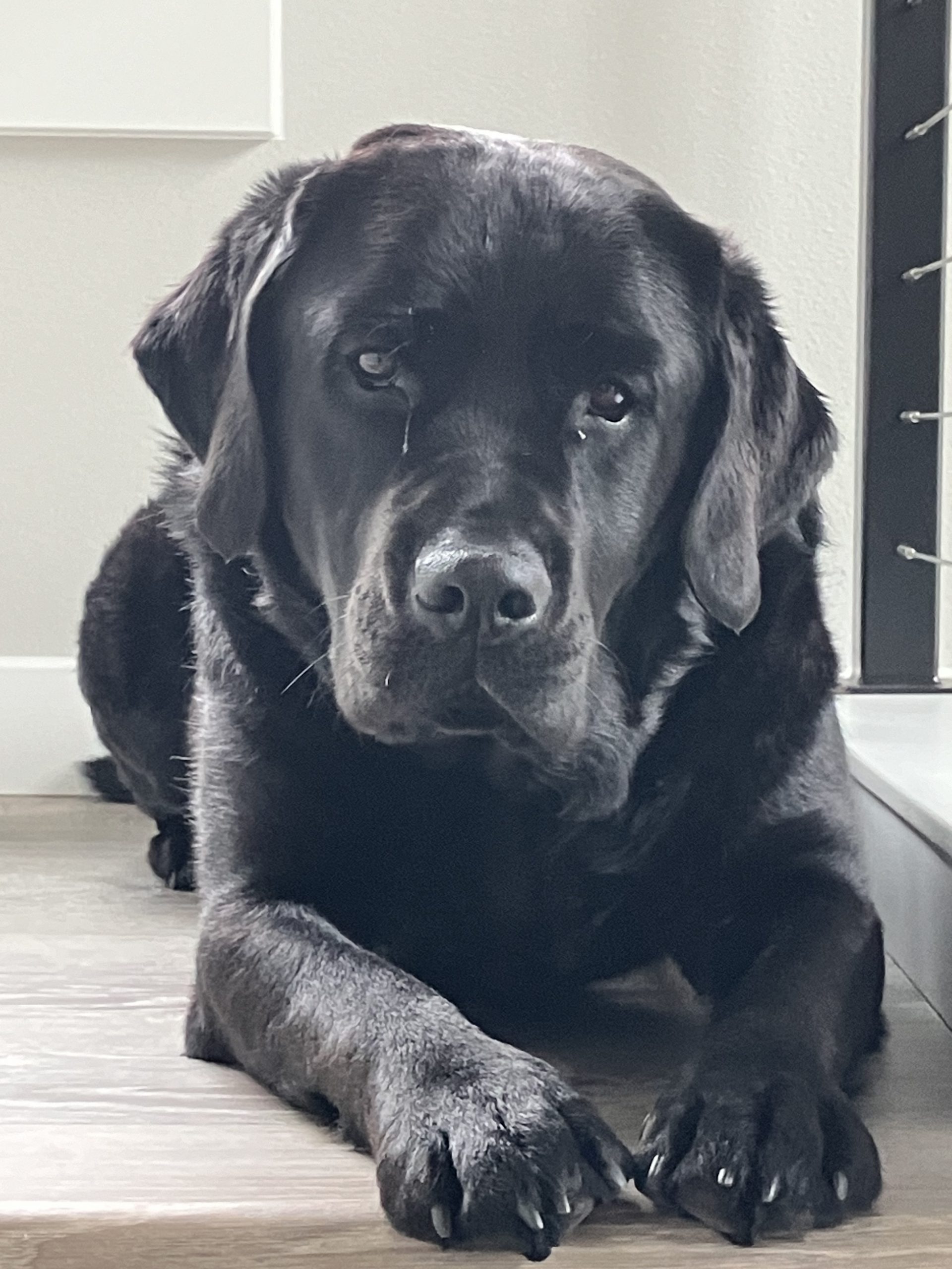 A black dog lays on grey floor looking directly at the camera with mouth closed