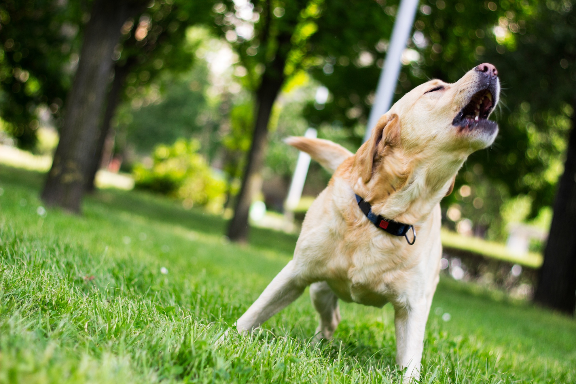 A Labrador retriever standing on grass and barking.