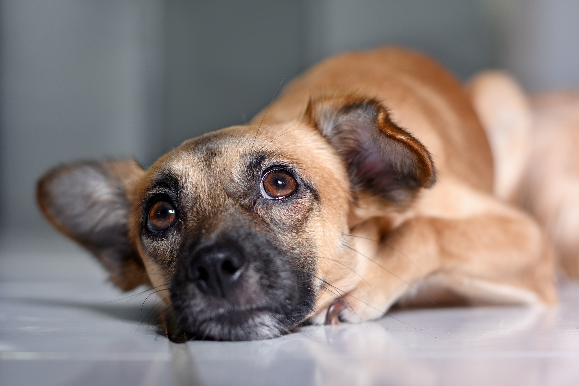 A worried-looking dog lies down on the floor and gazes up slightly.