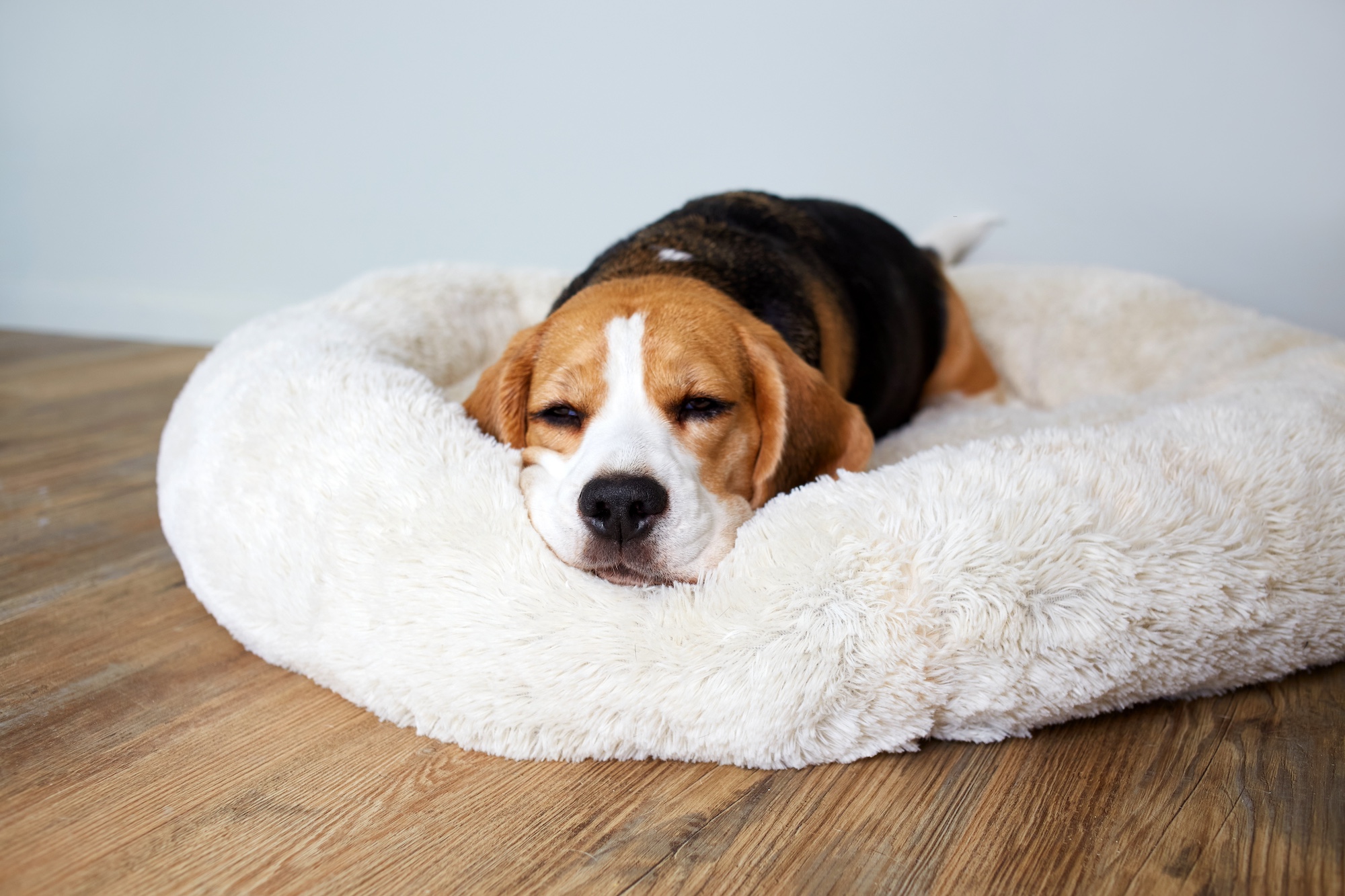 A beagle resting on a dog bed.