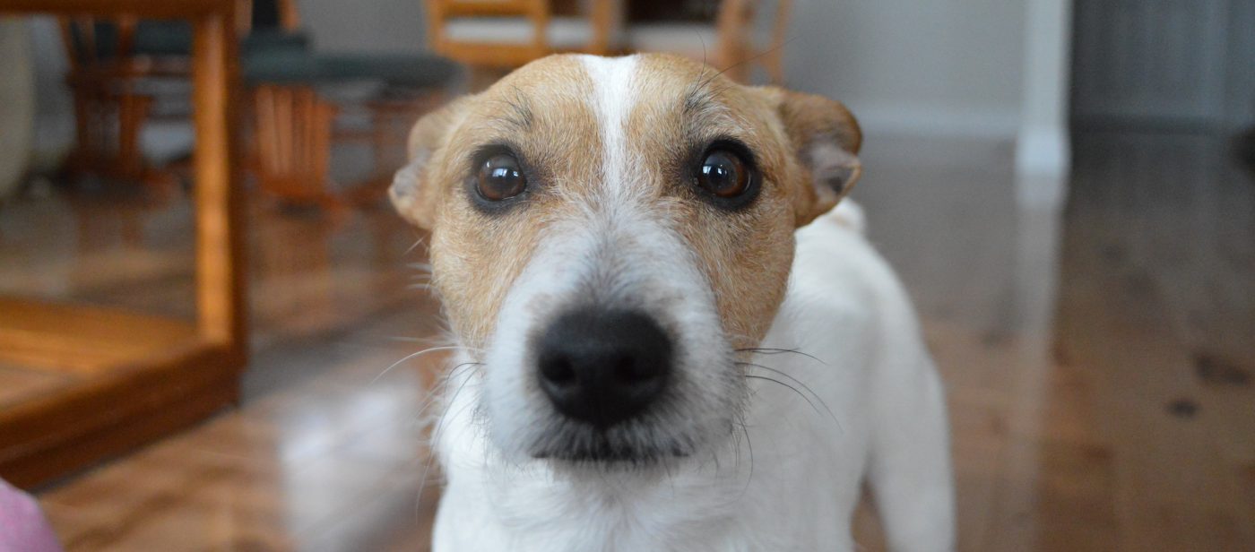 A small dog looking into the camera lens.