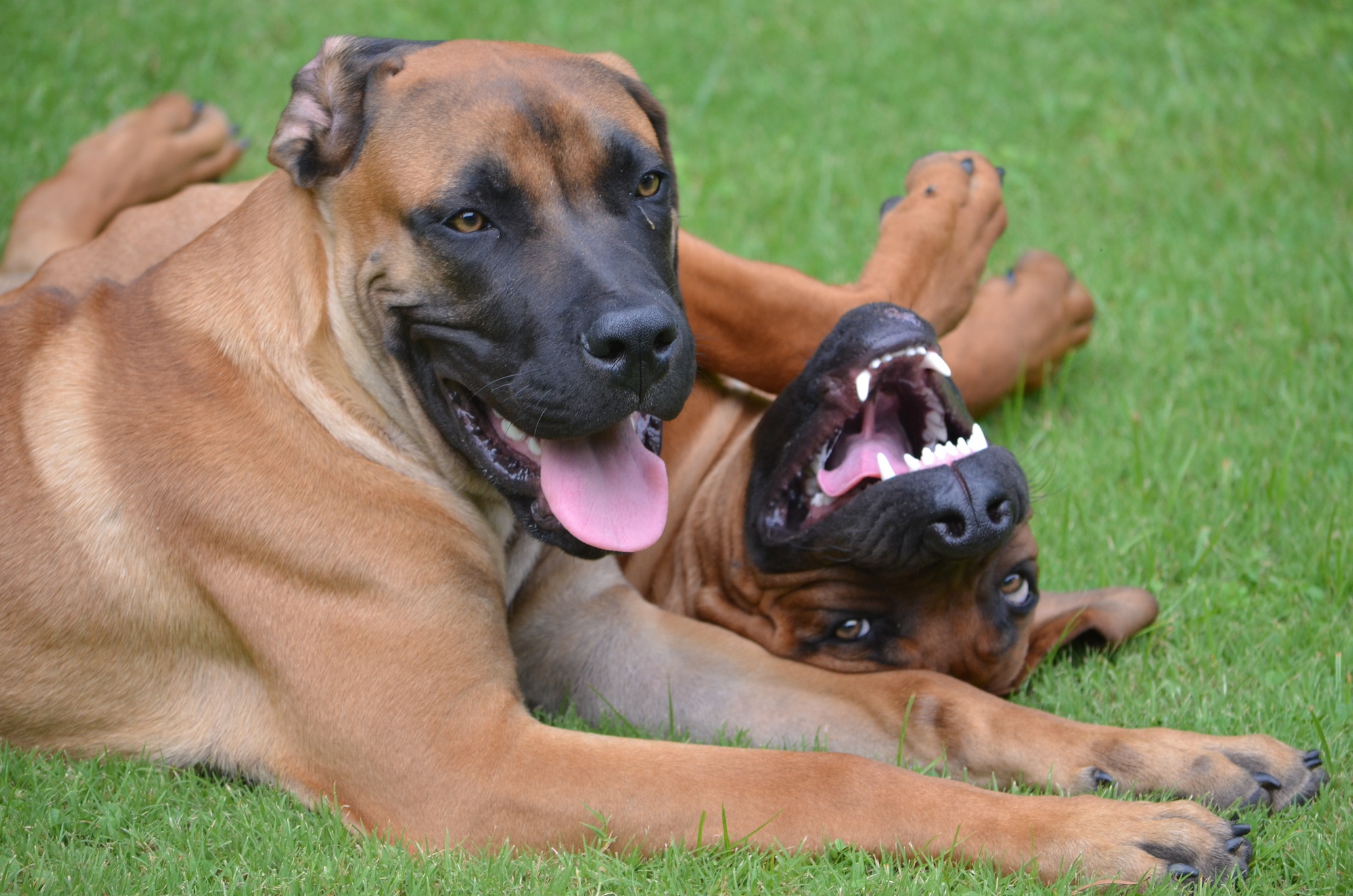 Two big, happy dogs on a lawn.