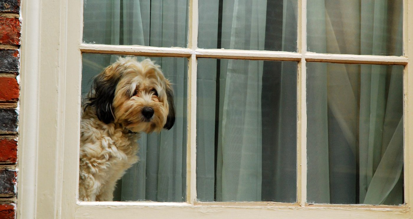 A fluffy dog looks out a window.