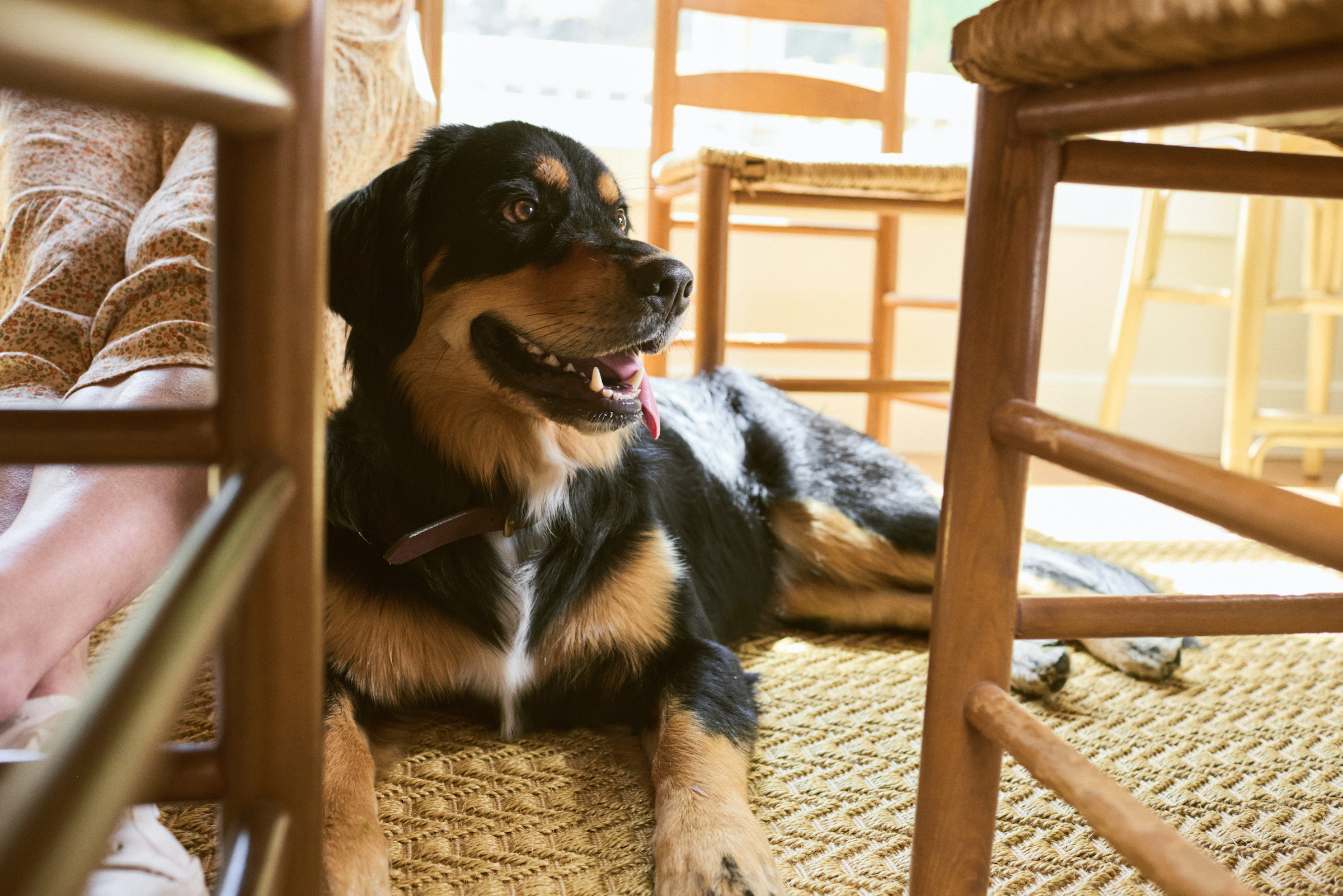 Brown and black dogs lie on the ground under a table with mouth slightly open